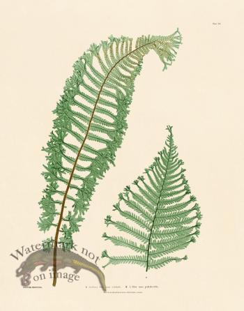 Bradbury Fern 15